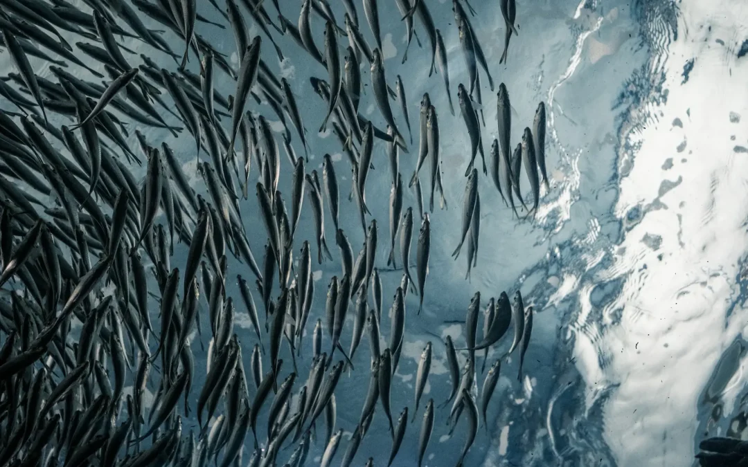 保護中: 持続可能な魚介類をメニューに取り入れる：なぜレストランが漁業システムを変える中心的存在になり得るか