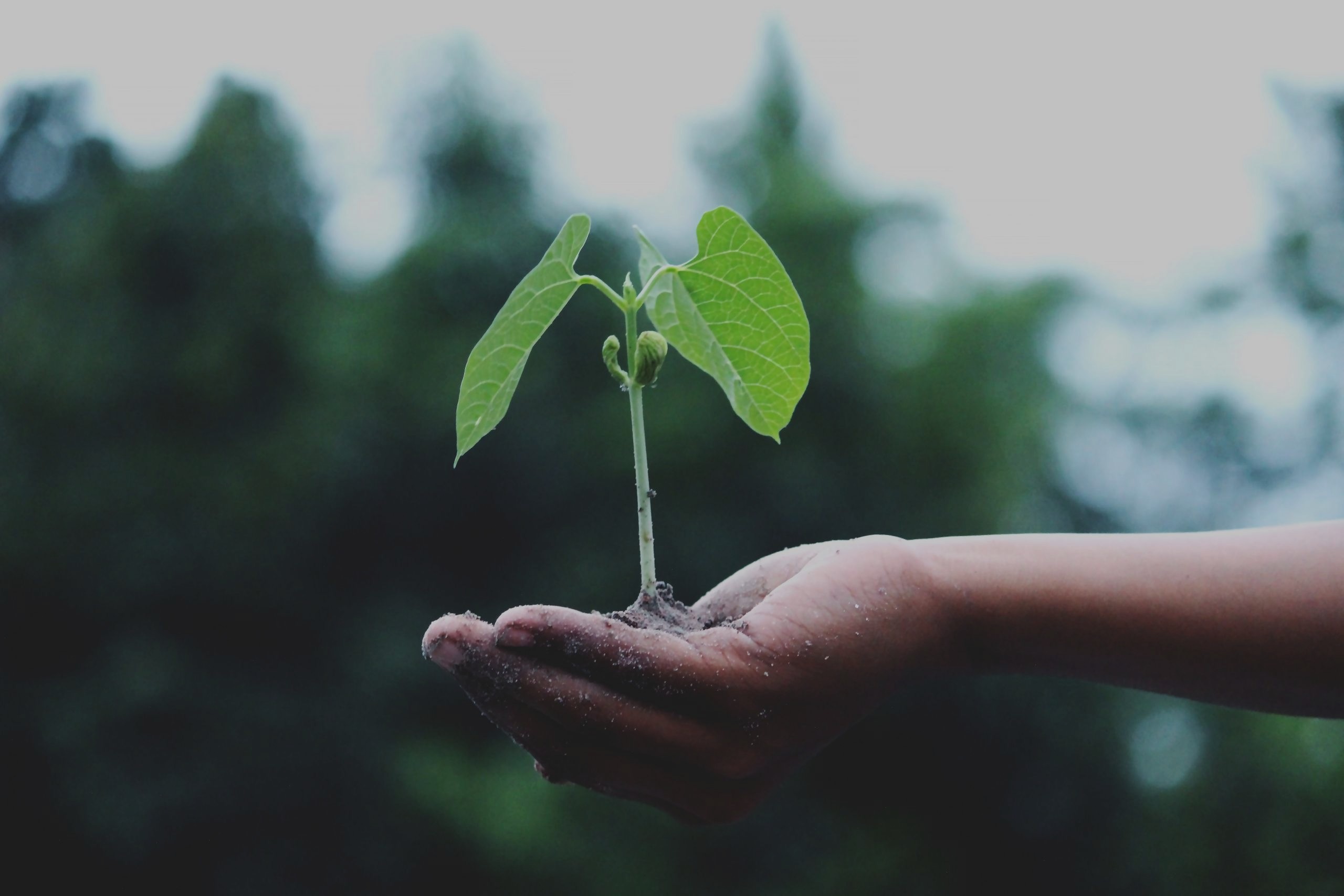 person-holding-a-green-plant-1072824-scaled-2