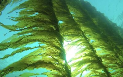 食の革命：海藻をいかにして食卓へ届けるか