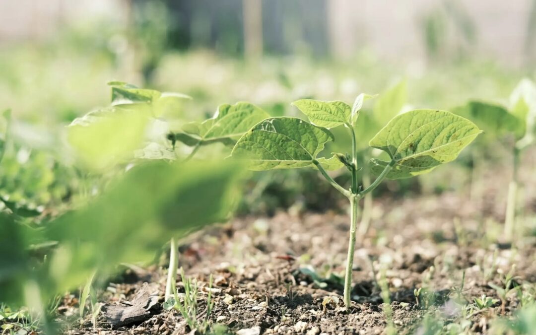 最新のEAT-Lancetレポートから、ホスピタリティ業界が学べること