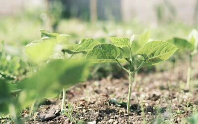 最新のEAT-Lancetレポートから、ホスピタリティ業界が学べること