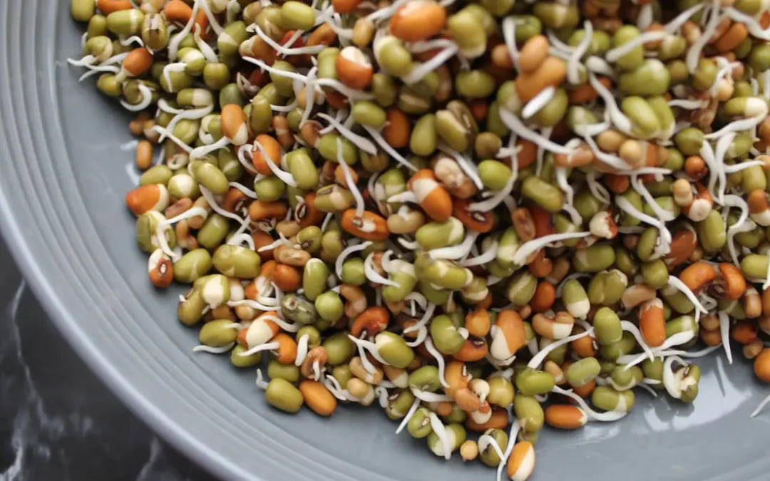 保護中: EAT-LANCET IN ACTION: 豆類の力を活用する