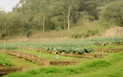 保護中: EAT-LANCET IN ACTION: 農業の集約化とは?