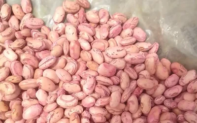 保護中: ホスピタリティ業界は、女性の豆農家のより良い暮らしを支えられるか
